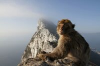 Die Berberaffen von Gibraltar sind Europas einzige frei lebende Affenart. Die Berberaffen von Gibraltar sind Europas einzige frei lebende Affenart.