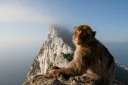 Die Berberaffen von Gibraltar sind Europas einzige frei lebende Affenart.