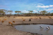 Wasserlöcher werden immer bedeutender - denn Afrika und seine Fauna sind zunehmend vom Klimawandel betroffen. Auf dem Höhepunkt der Trockenzeit liefert die Trinkquelle lebenswichtige Flüssigkeit für die ganze Tiergemeinschaft.