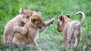 Marsh Pride cubs playing