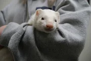 Close up of Clyde looking at camera in owner?s arms.