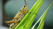 A giant orange grasshopper is on a leaf.