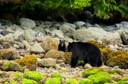 Ein Schwarzbärenjunges sucht Schutz bei seiner Mutter an der Küste von British Columbia, Kanada.