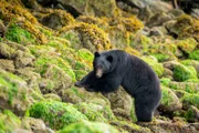 Ein Schwarzbär an der Küste von Vancouver Island, Kanada.