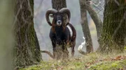 Mufflon-Widder. Etwa 600 Mufflons gibt es Harz.