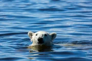 Ein junger männlicher Eisbär schwimmt in der Hudson Bay in Kanada.