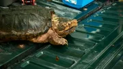 A rescued tortoise.