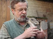 Landtierarzt Dr. Volker Döring mit einem Frischling. / Das Wildschwein Frieda wurde bei Döring nachts abgegeben. Es wurde gefunden, nachdem die Wildschweinmutter vom Auto überfahren wurde - Döring hat das bei einem Bauern in Dingolshausen abgegeben (Hugo Grünewald), der den 'Frischling mit Kot einer anderen Muttersau eingeschmiert und das Kleine untergeschoben hat. Diese Sau hat den Frischling daraufhin als das ihrige akzeptiert und so ein gestreiftes Ferkel dazu bekommen.