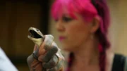 Simon Keys holding a deadly black mamba (Dendroaspis polylepis) behind the neck. This is a humane technique of securing the snake referred to as 'necking', ensuring the snake isn't harmed, and the snake handler is safe from a potential bite. Siouxsie Gillett is in the background. (National Geographic/Dylan Theron)