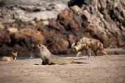 Schakale und Hyänen suchen an der Küste Namibias nach Beute.