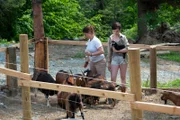 Bird and Rain feed the goats in the pen