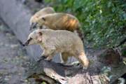 Mitten in Berlin gibt es zwei Oasen für Tiere: den artenreichen Zoo Berlin und den größten Landschaftstiergarten Europas, den Tierpark Berlin. Hier kommen unzählige Zoobabies auf die Welt. - Endlich Nachwuchs bei den Nasenbären im Zoo Berlin.