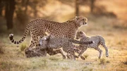 Honey and three cubs playing.