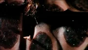 Episode oneAs seen on episode 101 of What Is That?