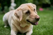 Labrador.