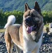Akita.