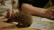 Ein Igel-Junges wird aufgepäppelt.