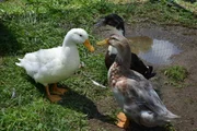 The three Berloni ducks, Pearl, Sally and Daisy.