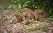 Mini the Mongoose and her pups.