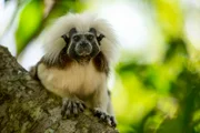 Ein Lisztaffe auf der Suche nach Insekten. Lisztaffen gehören zu den am meisten gefährdeten Affenarten der Welt. Nur noch wenige hundert Familien leben in Wäldern Nordkolumbiens.