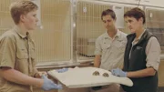 Robert with indian star tortoises.