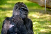 Die Gorilla-Dame Fatou im Zoo Berlin.