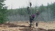 Brown family on a tree.