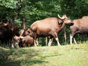Gaurs on exhibit.