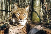 Seit drei Jahren lebt Luchs Lias im Oberen Donautal in Baden-Württemberg. Forscher haben ihm eine Sendehalsband angelegt, um mehr über sein Verhalten zu erfahren.