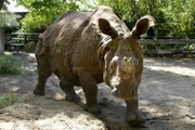 Panzernashorn-Dame Jhansi im Zoo Berlin.