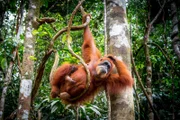 Orangutan Baby, Sumatra.