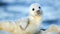 In der Rigaer Bucht bekommen die Kegelrobben ihre Jungen. In der Rigaer Bucht bekommen die Kegelrobben ihre Jungen.
