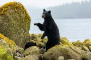 Eine Schwarzbär-Mutter beaufsichtigt ihre Jungen an der Küste von Vancouver Island, Kanada.