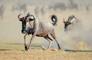 Die Gnus unternehmen im Rahmen ihrer Wanderung eine Reise von fast 3.000 Kilometern rund um die Serengeti.