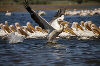Die Pelikane im Donaudelta Rumäniens werden bis zu 15 Kilogramm schwer Die Pelikane im Donaudelta Rumäniens werden bis zu 15 Kilogramm schwer