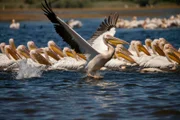 Die Pelikane im Donaudelta Rumäniens werden bis zu 15 Kilogramm schwer