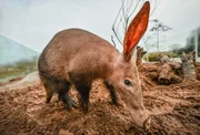 Erdferkel.