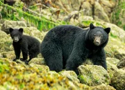 Ein Schwarzbärenjunges und seine Mutter an der Küste von British Columbia, Kanada.