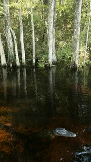 An American alligator head is above water.