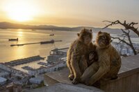 Berberaffen sind auf den Felsen von Gibraltar heimisch. Berberaffen sind auf den Felsen von Gibraltar heimisch.
