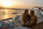 Berberaffen sind auf den Felsen von Gibraltar heimisch.