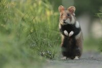 Hamster waren in den Wiesen heimisch, bevor es die Stadt Wien gab. Nun haben sie sich ihre Nische auf den Friedhöfen gesucht. Hamster waren in den Wiesen heimisch, bevor es die Stadt Wien gab. Nun haben sie sich ihre Nische auf den Friedhöfen gesucht.