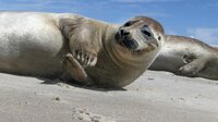 Auf einsamen Sandinseln im dänischen Kattegat bekommen die Seehunde ihre Jungen. Auf einsamen Sandinseln im dänischen Kattegat bekommen die Seehunde ihre Jungen.
