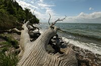 Die Ostsee ist das jüngste Meer der Erde und erst nach der letzten Eiszeit entstanden. Es scheint so vertraut, bietet aber viele Überraschungen. Wind und Wellen formen bis heute die Ufer der Ostsee. Die erste Folge führt von Dänemarks Nordspitze, über die Halbinsel Darß und die Kurische Nehrung bis zu den endlosen Stränden Lettlands. - Foto: Wilder Strand an der Ostsee. Die Ostsee ist das jüngste Meer der Erde und erst nach der letzten Eiszeit entstanden. Es scheint so vertraut, bietet aber viele Überraschungen. Wind und Wellen formen bis heute die Ufer der Ostsee. Die erste Folge führt von Dänemarks Nordspitze, über die Halbinsel Darß und die Kurische Nehrung bis zu den endlosen Stränden Lettlands. - Foto: Wilder Strand an der Ostsee.