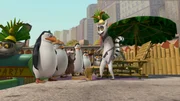 L-R: Rico, Skipper, Marlene, Kowalski, Private, Mort, Maurice, King Julien