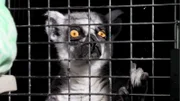 The Australia Zoo are getting seven new lemurs from Georgia, USA.