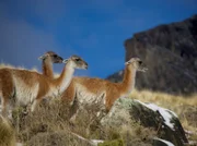 Wilde Guanakos durchstreifen das Vorgebirge der Anden.