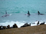 Weibliche Orca Wale lernen von ihren Müttern wie man Seerobben am Strand jagt.