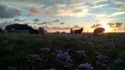 Seit 2015 ist Süderoog anerkannte Arche-Hallig. Damit wird die Haltung und Zucht von alten Tierrassen gewürdigt, die vom Aussterben bedroht sind.