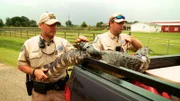 Game Wardens put the crocodile in the trailer.